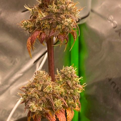 Malu growlog timeline photo
