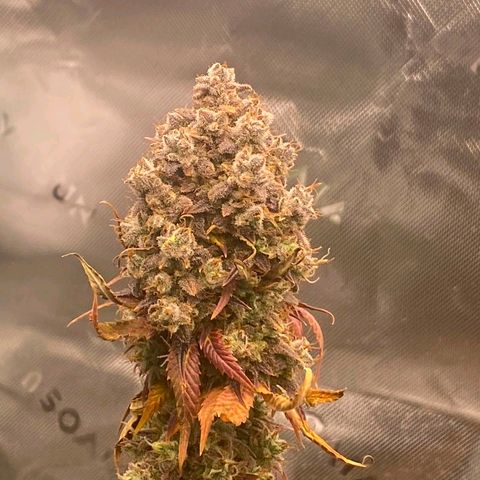 Malu growlog timeline photo