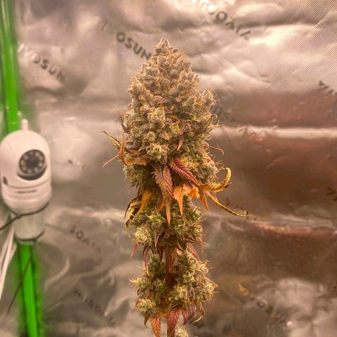 Malu growlog timeline photo