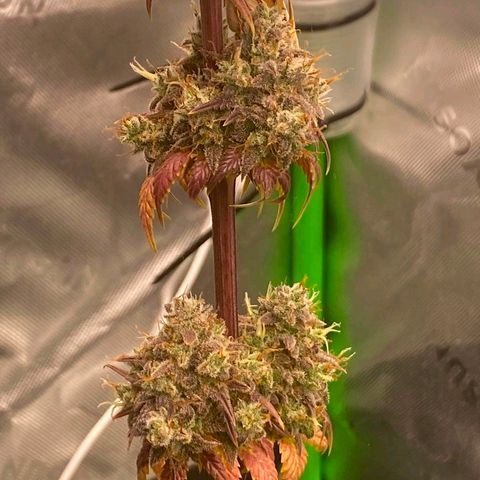 Malu growlog timeline photo