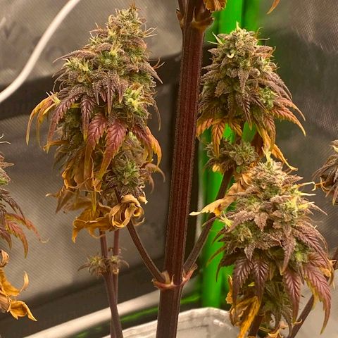 Malu growlog timeline photo