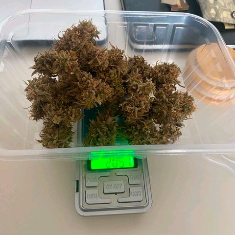 Carmella growlog photo: Carmen 💚💚💚 