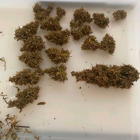 Carmella growlog photo: Carmen 💚💚💚 
