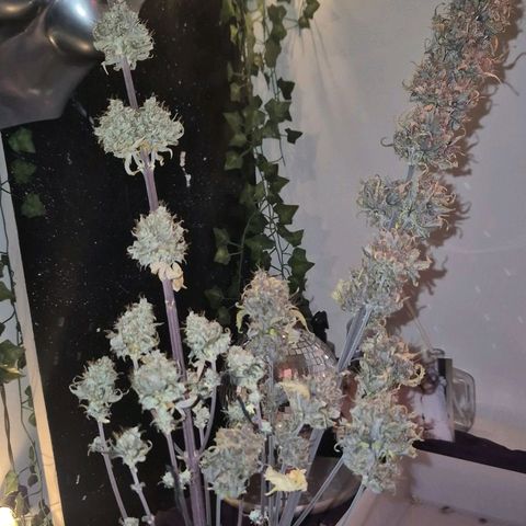 Lina growlog timeline photo