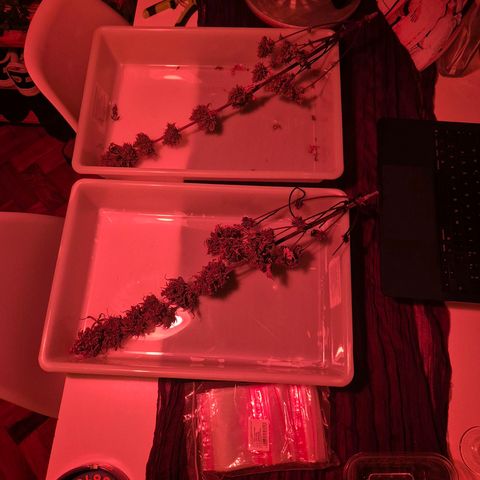 Lina growlog timeline photo