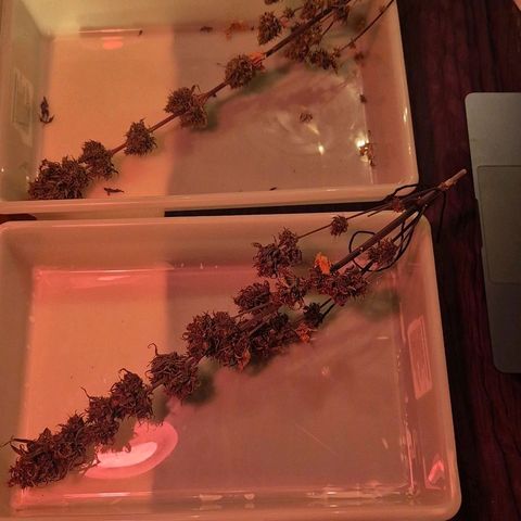Lina growlog timeline photo