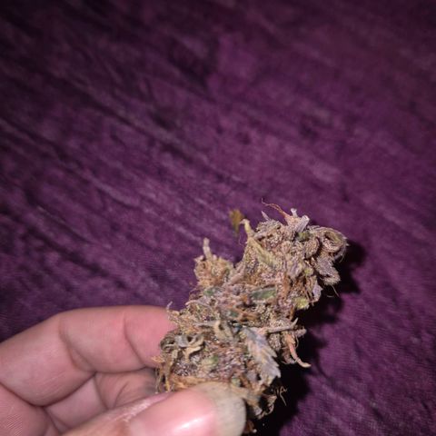 Lina growlog photo: 💜💜💜💜💜
