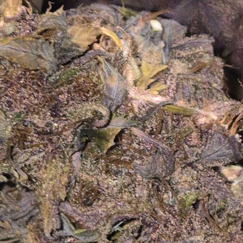 Lina growlog photo: 💜💜💜💜💜