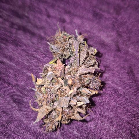 Lina growlog photo: 💜💜💜💜💜