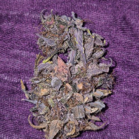 Lina growlog photo: 💜💜💜💜💜