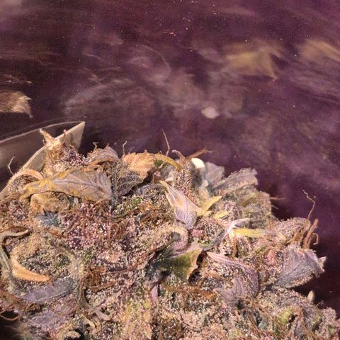 Lina growlog photo: 💜💜💜💜💜