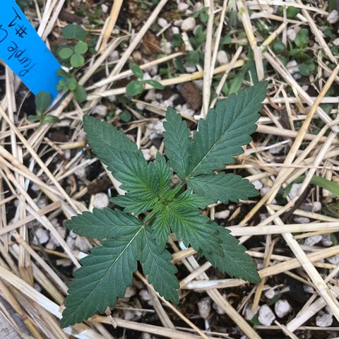Purple Chem V2 #1 growlog timeline photo