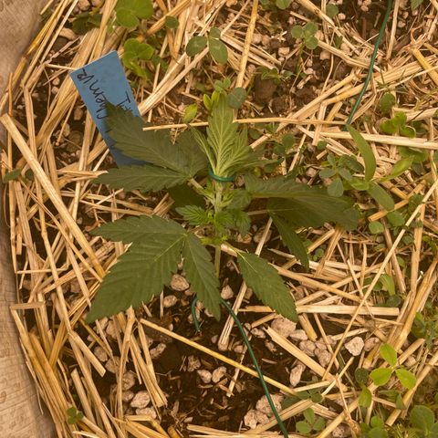 Purple Chem V2 #1 growlog timeline photo