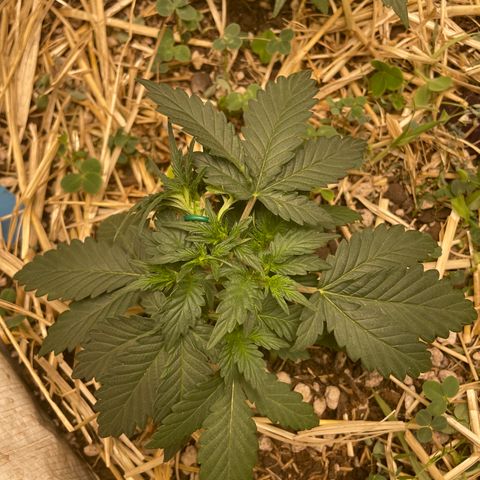 Purple Chem V2 #1 growlog photo: 8 bud sites?!