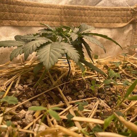 Purple Chem V2 #1 growlog timeline photo