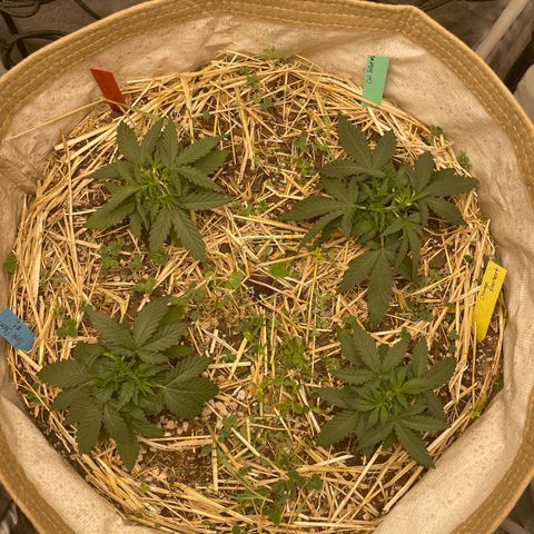 Purple Chem V2 #1 growlog timeline photo