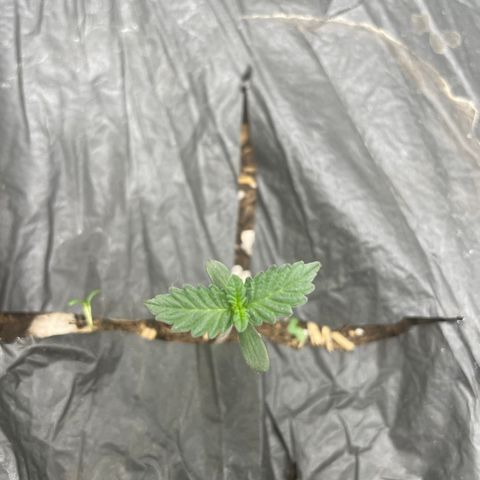 Bahama Mama #1 growlog photo: decent