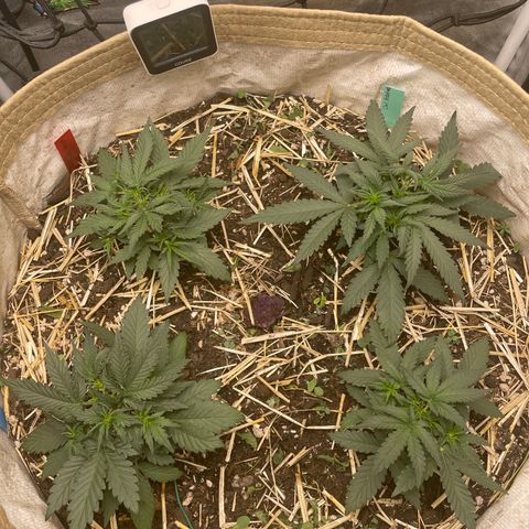 Purple Chem V2 #1 growlog timeline photo