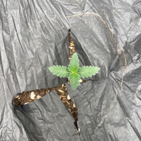 Bahama Mama #1 growlog timeline photo