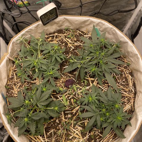Purple Chem V2 #1 growlog timeline photo