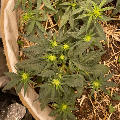 Purple Chem V2 #1 growlog timeline photo