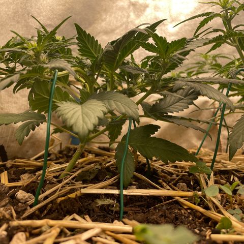 Purple Chem V2 #1 growlog timeline photo