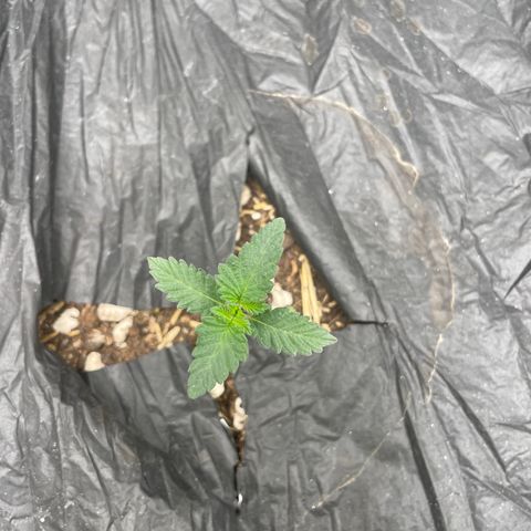 Bahama Mama #1 growlog timeline photo