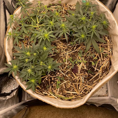 Purple Chem V2 #1 growlog timeline photo