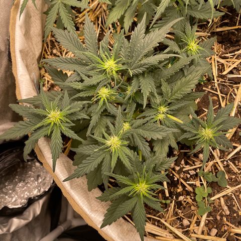 Purple Chem V2 #1 growlog timeline photo