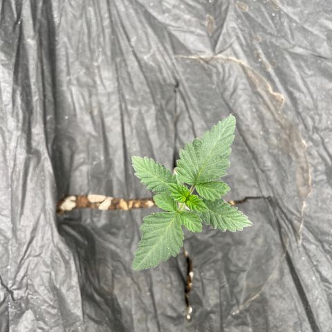 Bahama Mama #1 growlog timeline photo