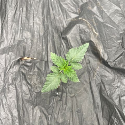 Bahama Mama #1 growlog timeline photo