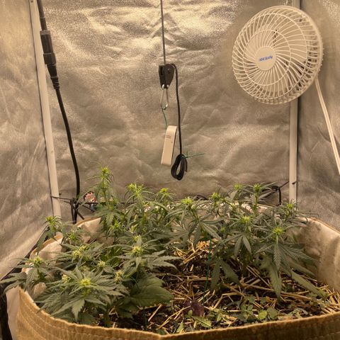 Purple Chem V2 #1 growlog timeline photo