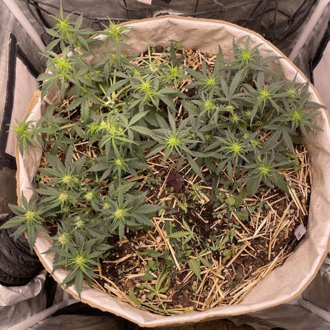 Purple Chem V2 #1 growlog timeline photo