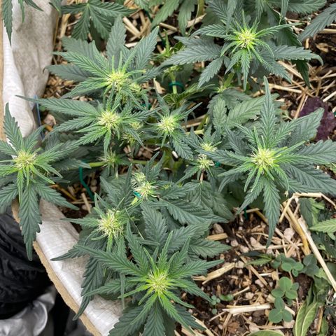 Purple Chem V2 #1 growlog timeline photo
