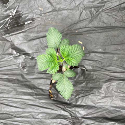 Bahama Mama #1 growlog timeline photo