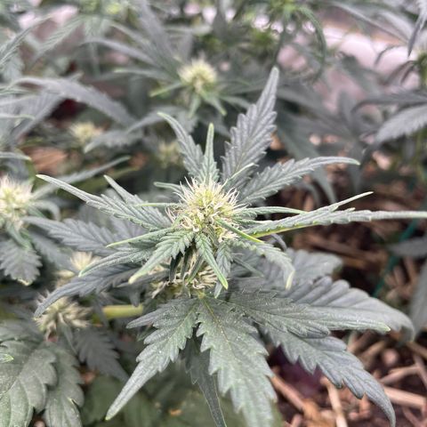 Purple Chem V2 #1 growlog photo: Frosty - Starting to show some purple 