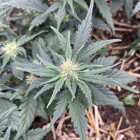 Purple Chem V2 #1 growlog photo: Frosty - Starting to show some purple 