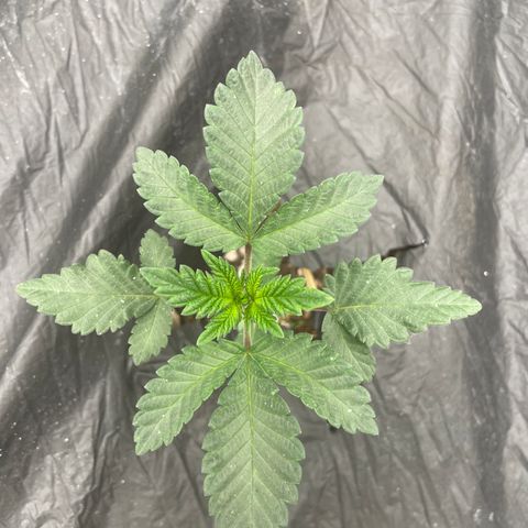 Bahama Mama #1 growlog timeline photo