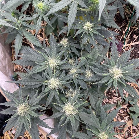 Purple Chem V2 #1 growlog timeline photo