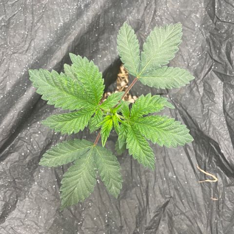Bahama Mama #1 growlog timeline photo