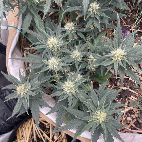 Purple Chem V2 #1 growlog timeline photo