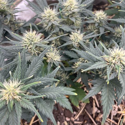 Purple Chem V2 #1 growlog timeline photo