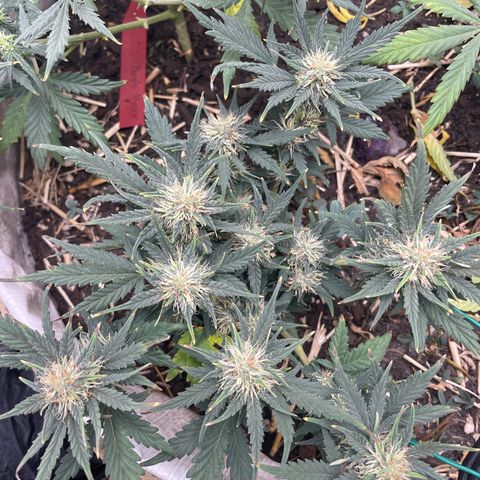 Purple Chem V2 #1 growlog timeline photo
