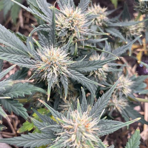 Purple Chem V2 #1 growlog timeline photo