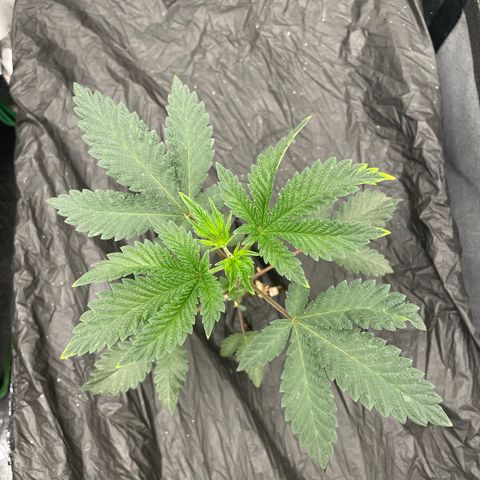 Bahama Mama #1 growlog timeline photo