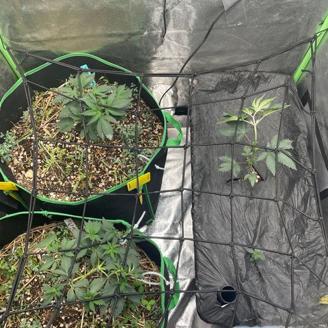 Bahama Mama #1 growlog timeline photo