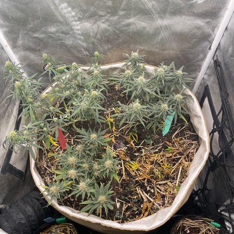 Purple Chem V2 #1 growlog timeline photo