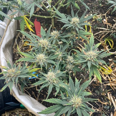 Purple Chem V2 #1 growlog timeline photo