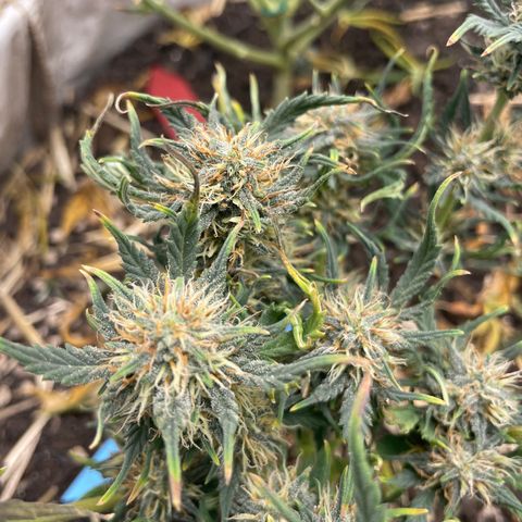 Purple Chem V2 #1 growlog timeline photo