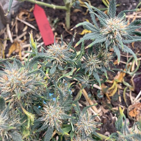 Purple Chem V2 #1 growlog timeline photo
